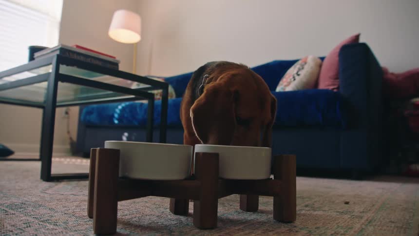 A small dog eat from its food bowl located in a living room