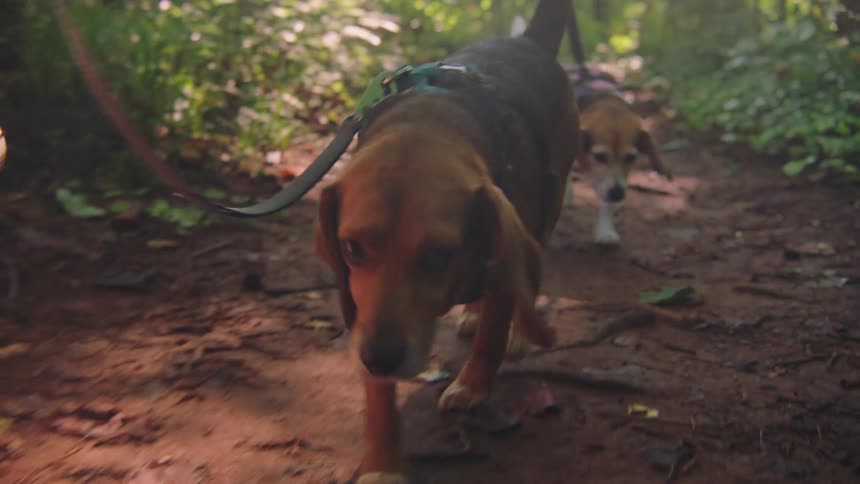A couple of beagles on a leash walks along a dirt path surrounded by greenery