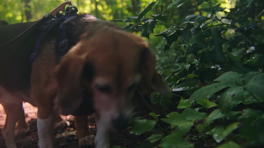 Two dogs sniffing the plants and trees on a trail