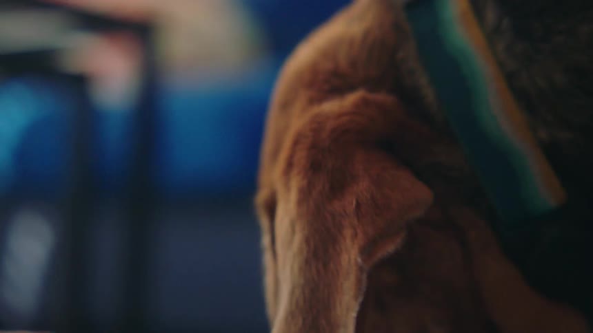 A closeup of a beagle eating from a bowl at home
