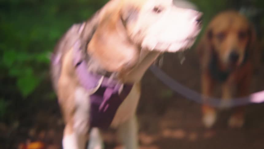 Two dogs walking along a trail surrounded by vegetation
