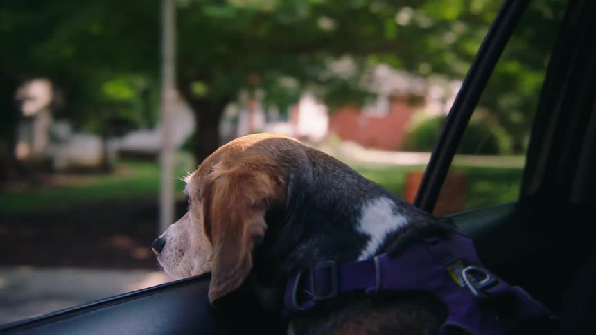 A dog sticks its head out the window of a moving vehicle while it drives along
