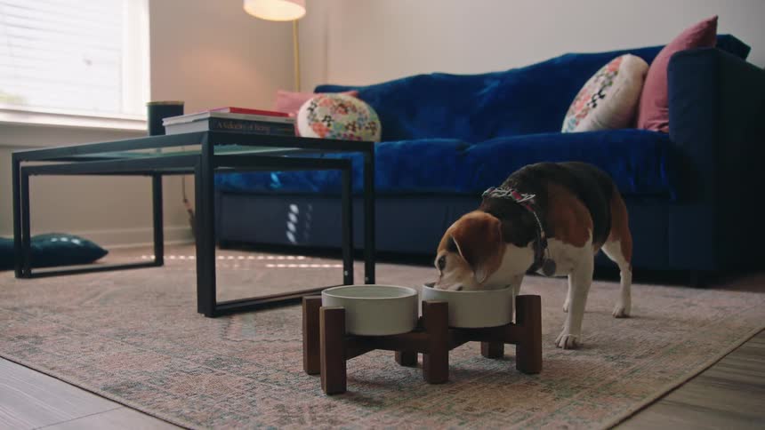 Dog in living room eating food from a bowl