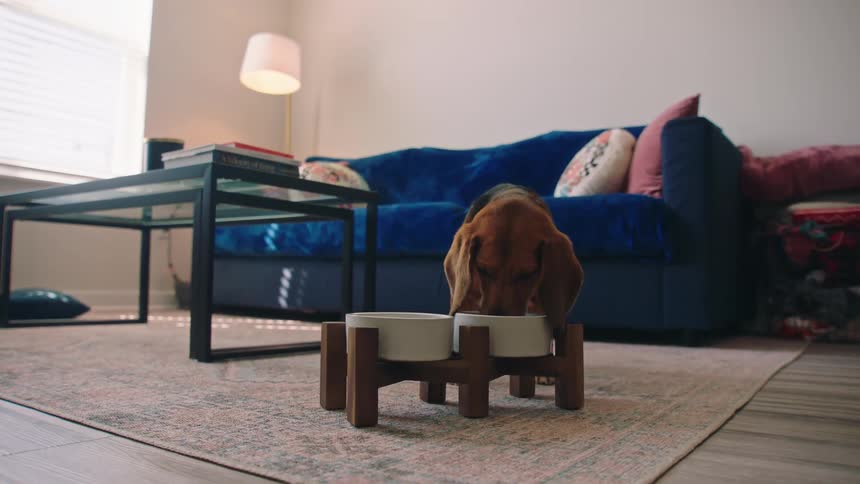 Small dog eating food on the living room carpet from a bowl