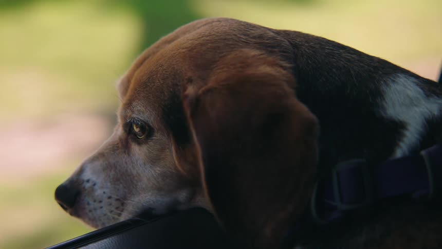 A dog leans his head out of a car window while driving through a neighborhood