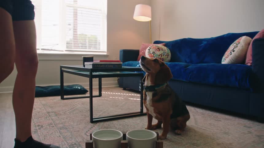 Woman in the living room putting food in a bowl and the dog starts to eat