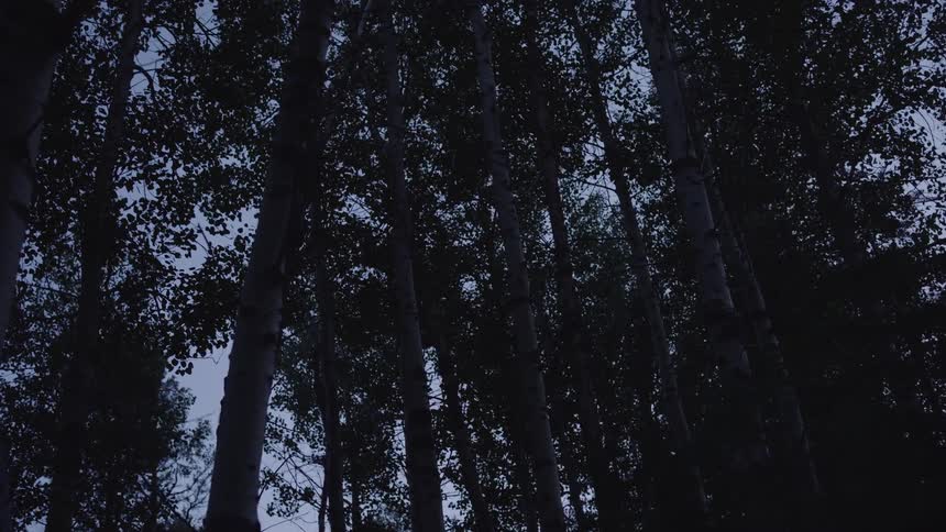 Tall trees in a forest against the dark dawn sky