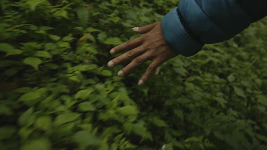 A closeup view of a persons hand gently brushing over lush green foliage