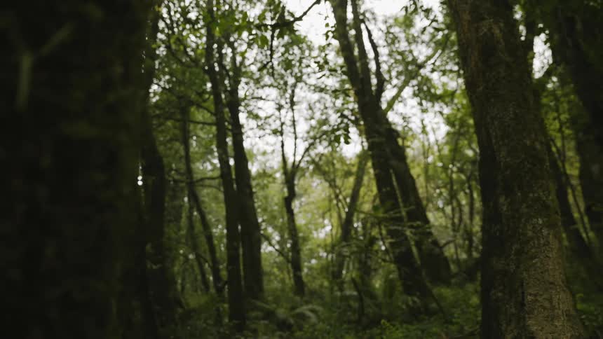 A dense forest with mosscovered tree trunks bathed in soft lighting