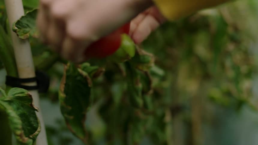 A woman picks tomatoes from the farm
