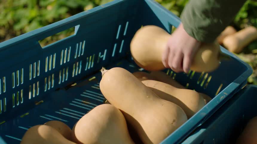A person is filling a blue crate with freshly picked butternut squash