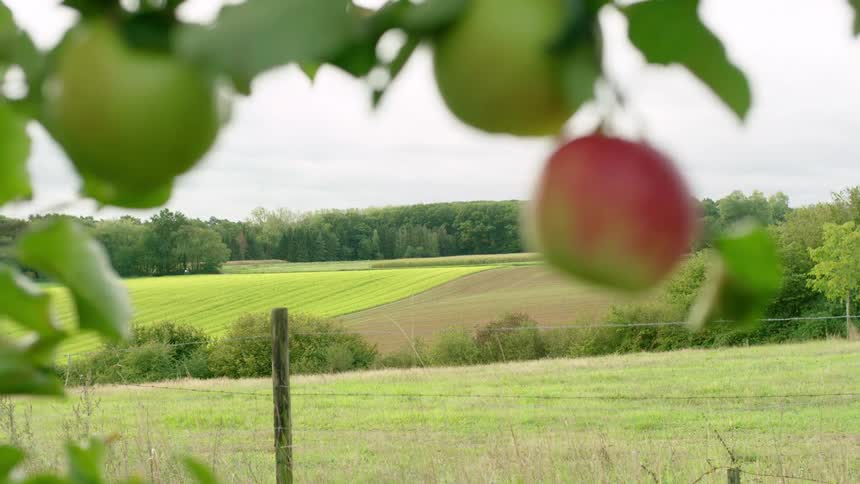 Some apples are on a tree in a field with lots of grass and some wire fences