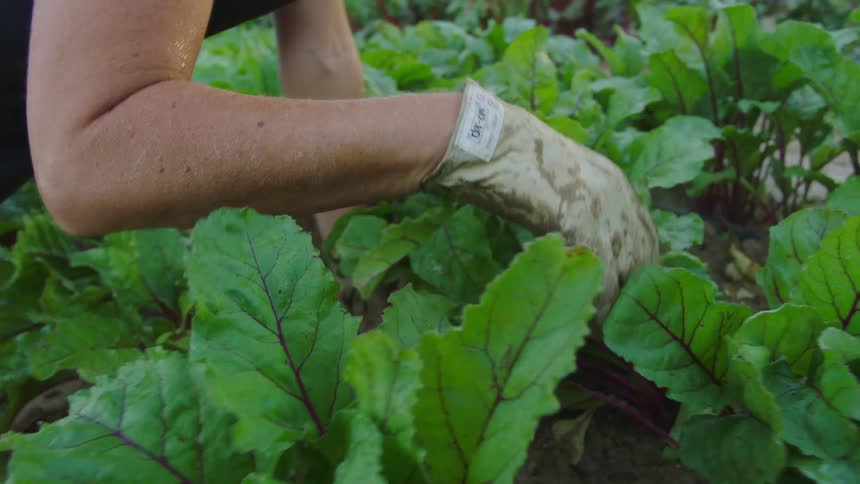 A farmer is going through the crops