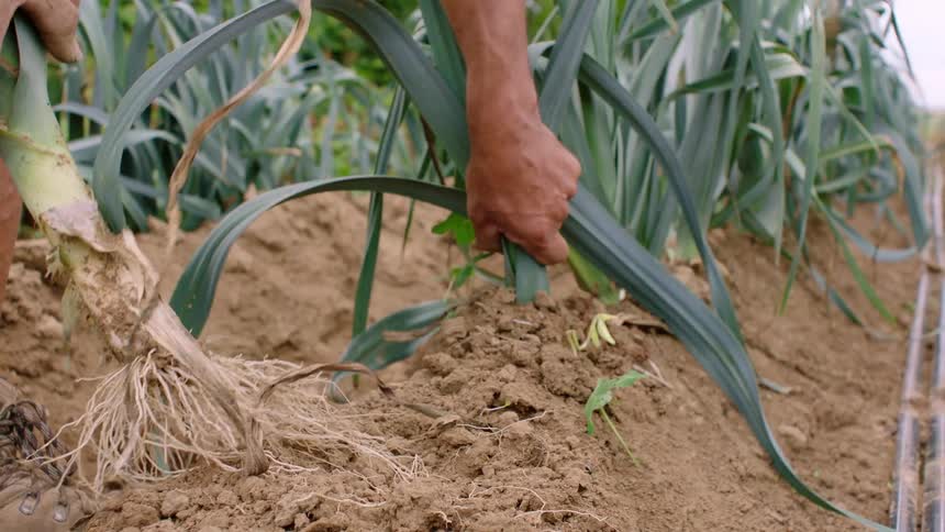 A hand pulls an onion plant from the soil revealing the bulb and roots