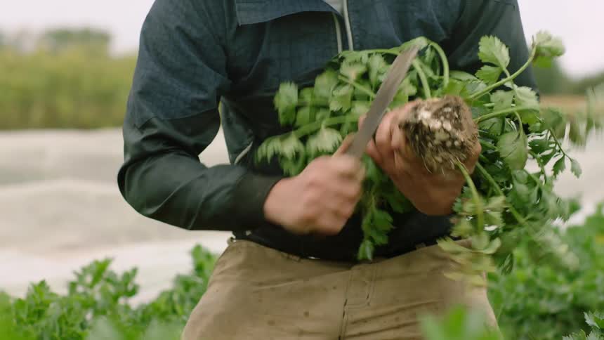 Person harvesting a vegetable and using a knife removing roots and soil