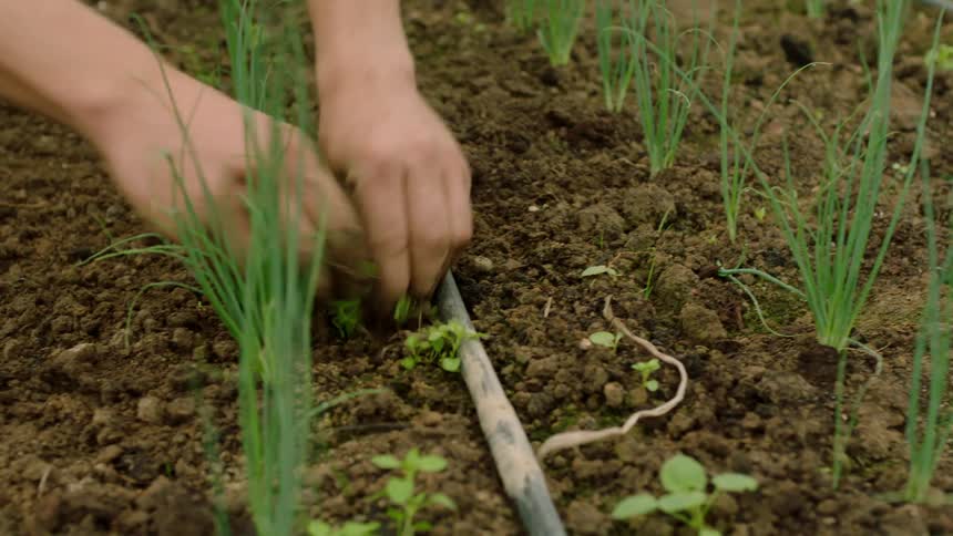 Pair of hands removing pests on a plantation on a brown land