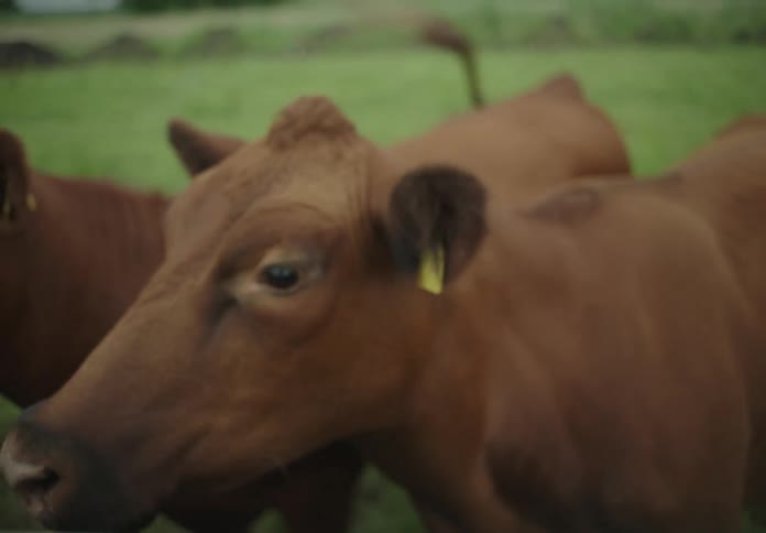 A herd of cattle stands in a grassland next to a metal fence