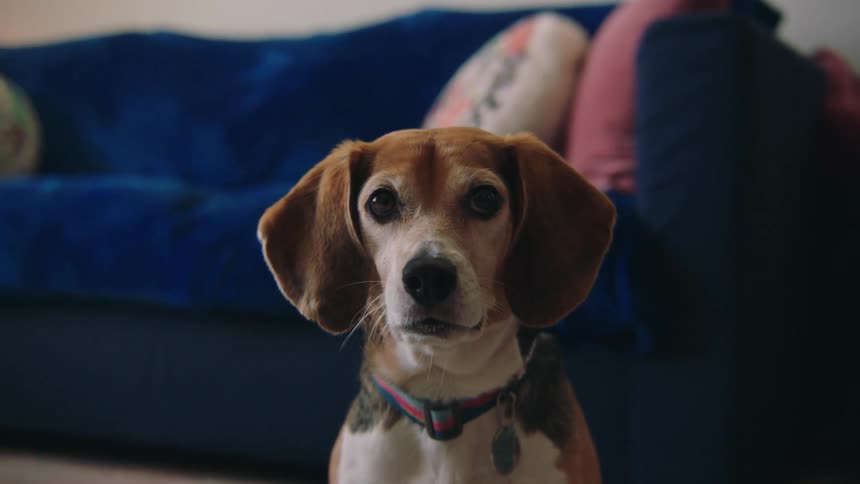 A small beagle sits on the floor near a blue couch in the living room