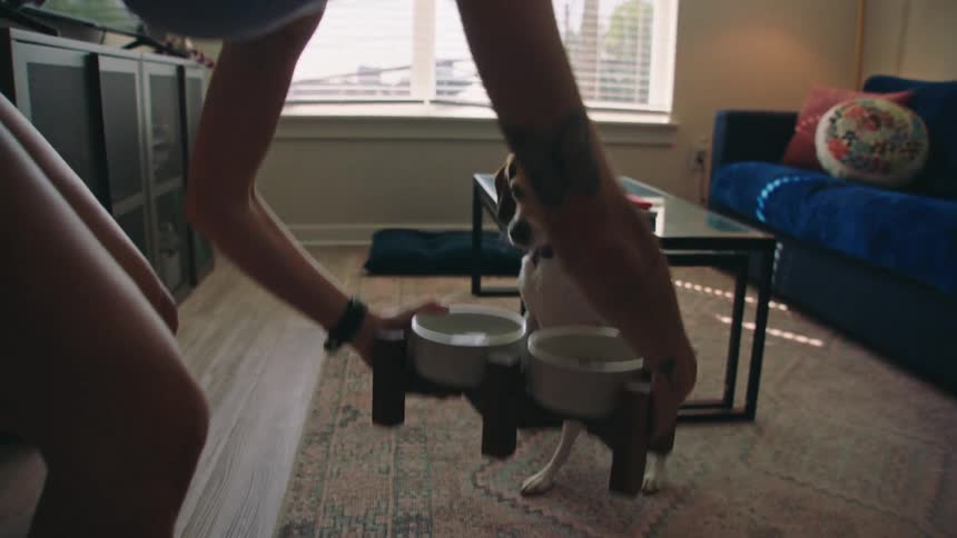A persons hands place two bowls on the floor for a beagle who is anxiously waiting for the food