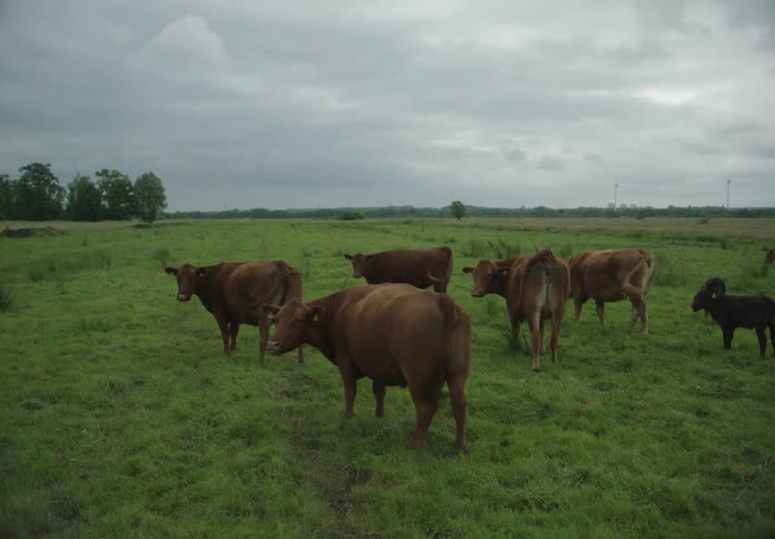 The cows are grazing on grass