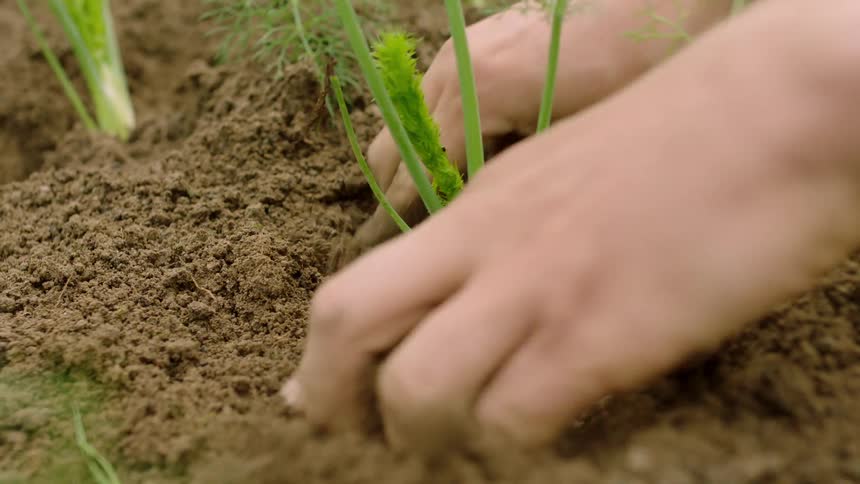 A digs in the soil to plant greens