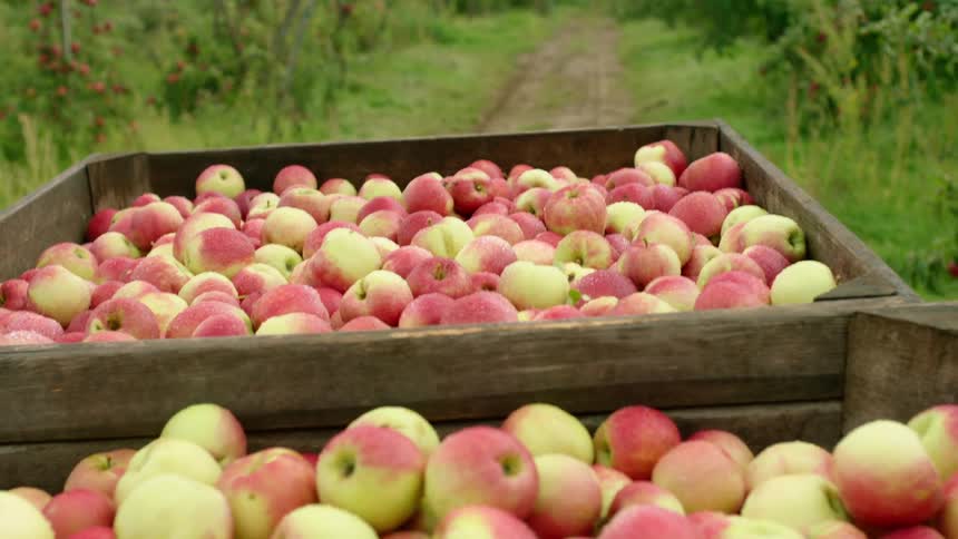 A vehicle carrying boxes full of apples going through a dirt road