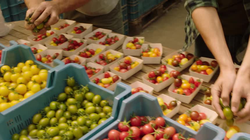People gather produce to put in baskets