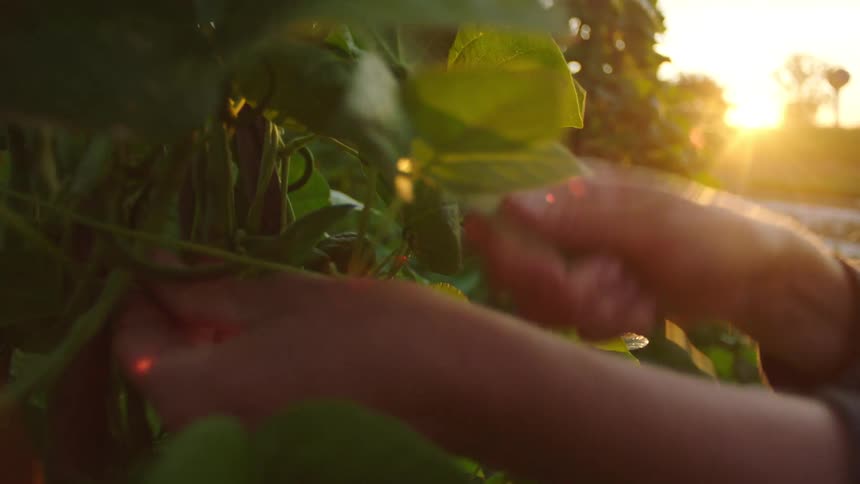 Pair of hands of a woman picking vegetable from an agricultural plant at sunrise