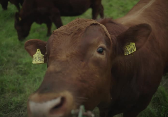 Cattle in a pasture with the focus on the face of one with identification in the ear