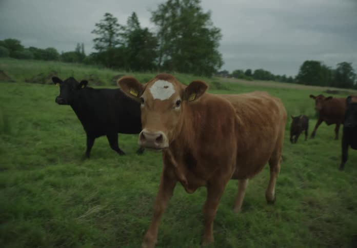 A herd of cows in a grass plain