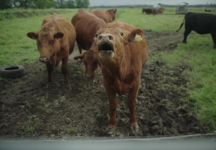 A group of brown cows stands in a muddy field with grass in the background
