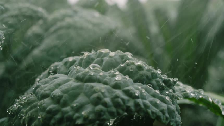 Water is being sprayed on the crops