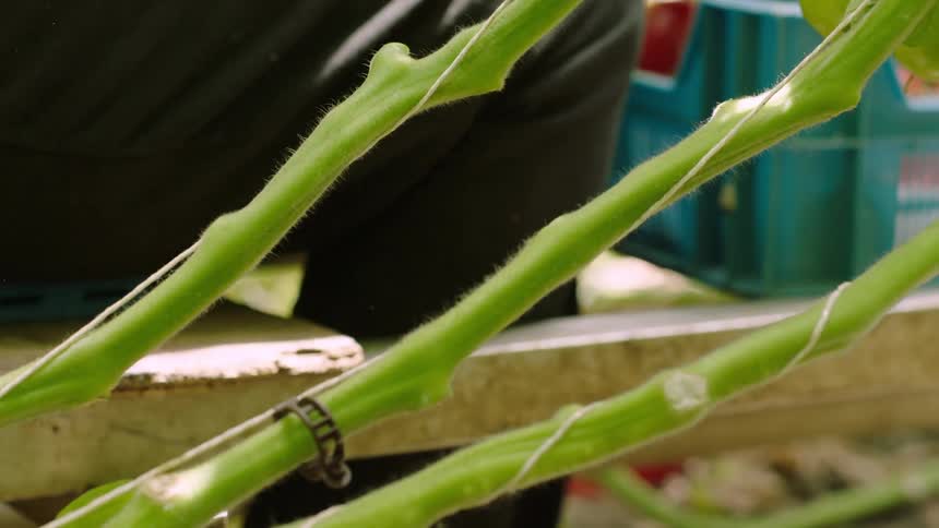 Pair of hands with scissors cutting a branch with fresh tomatoes