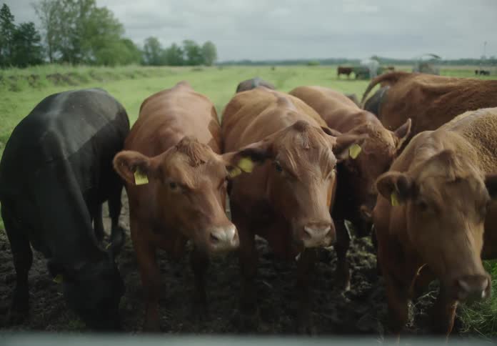Oxen in a muddy pasture