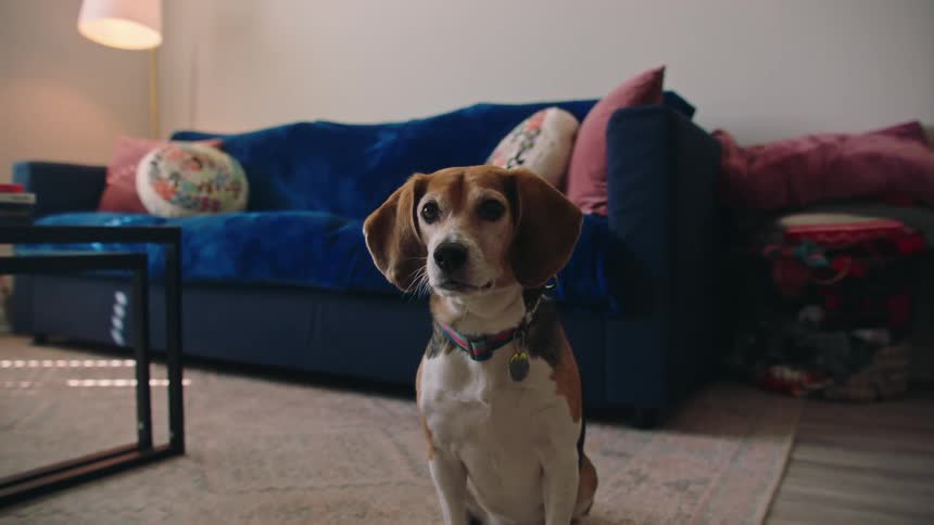 A dog is sitting in the living room