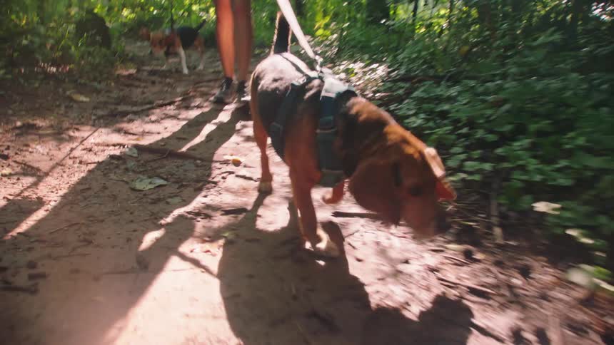 A woman is walking her dogs in the forest