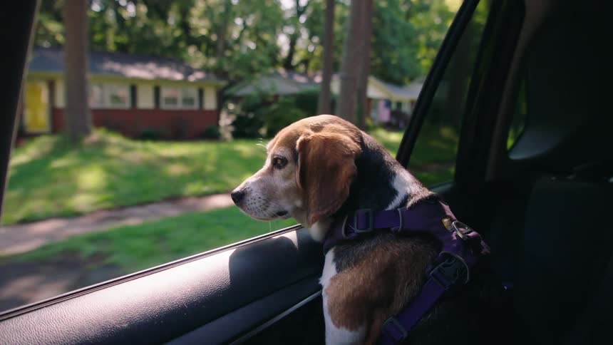 Dog with its head out of a window of a moving car passing through a residential neighborhood during the day