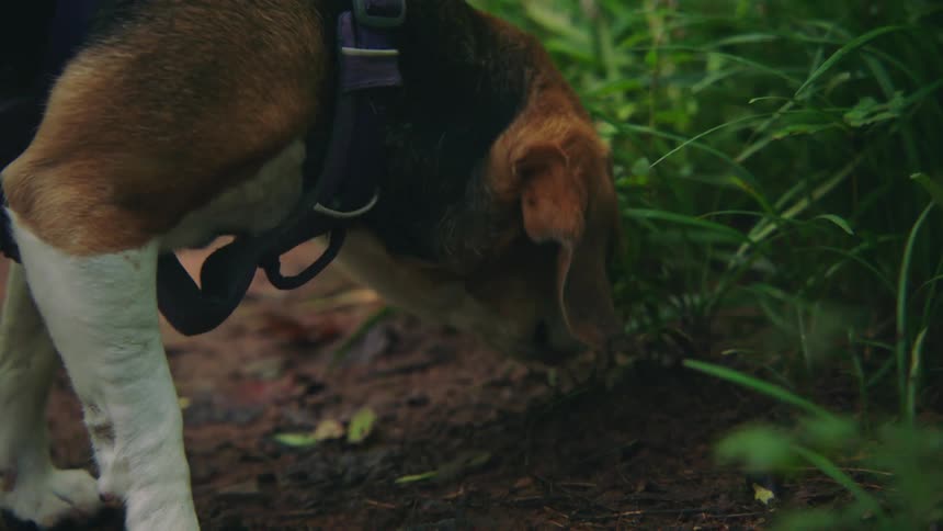 A beagle wearing a purple harness sniffing the forest ground