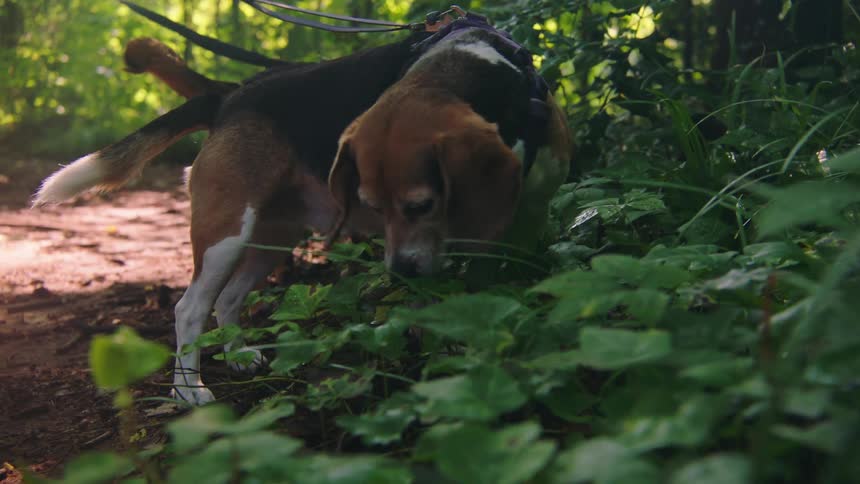 Two dogs are sniffing around in the forest