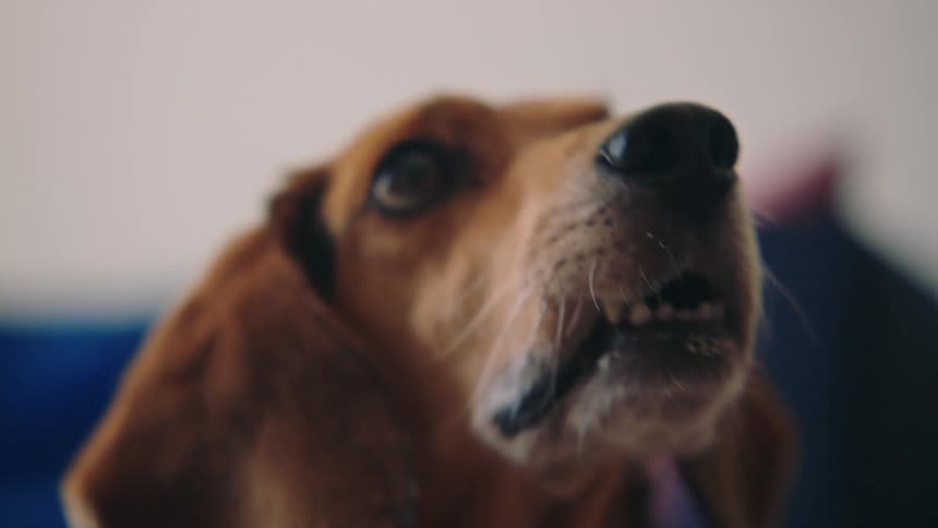 Close up of a dogs face looking intently upwards and sticking out its tongue