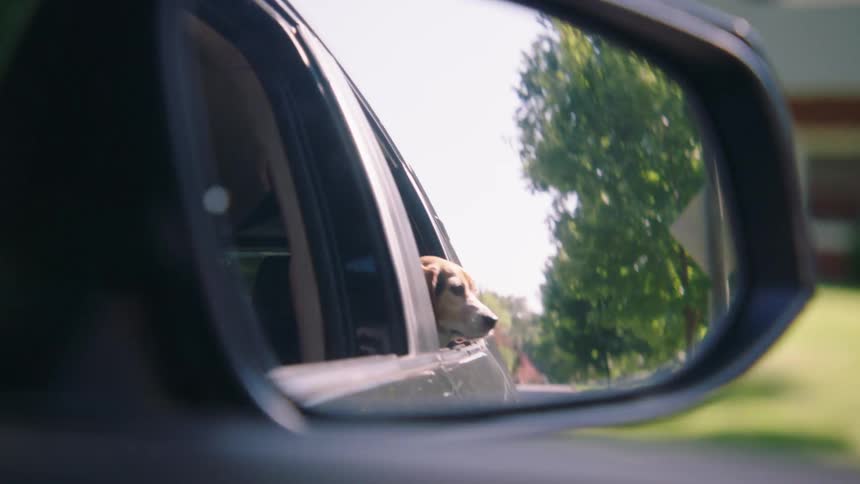 A dog with its head out of a car window reflected in the side mirror