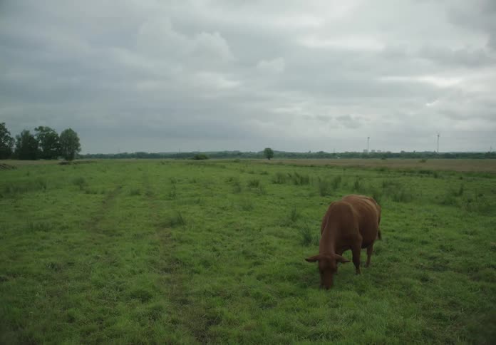 A cow grazes in a field