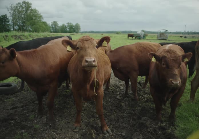 A group of brown cows standing in a grassy field with a cloudy sky in the background