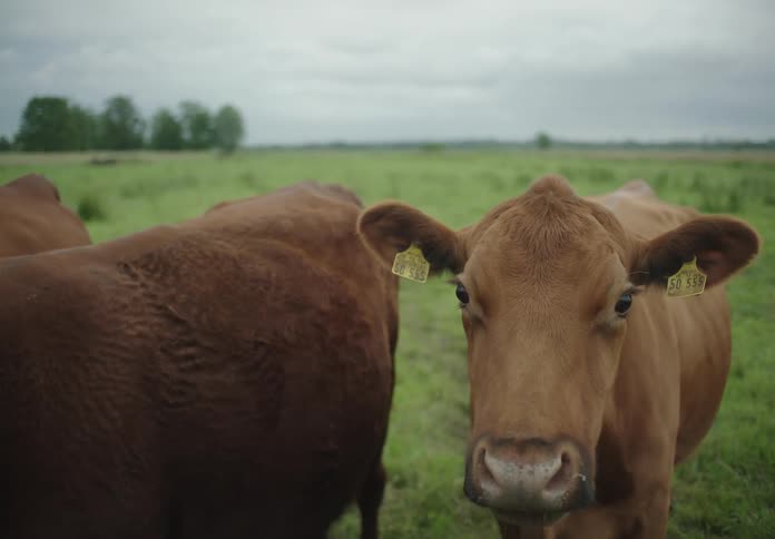 Cattle in a pasture turning their heads