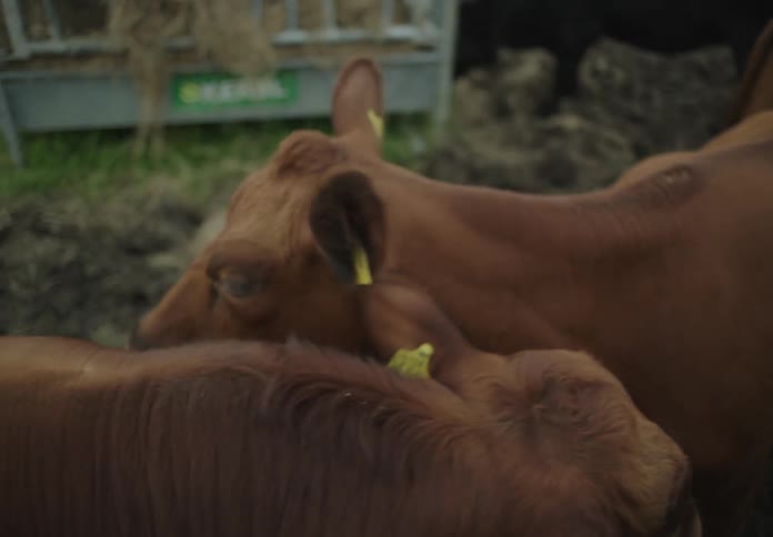 Cows move against the fence on the farm