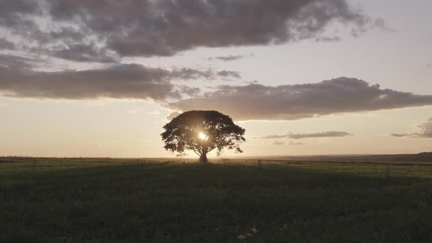 Sun sitting low in the sky shines through the lone tree in a field on a cloudy day