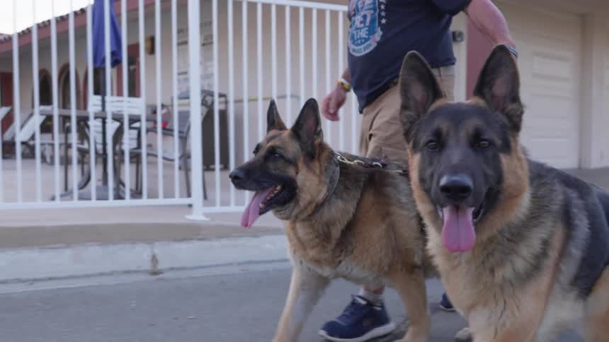 A person walking two dogs on leashes on a sidewalk and near a white barred gate