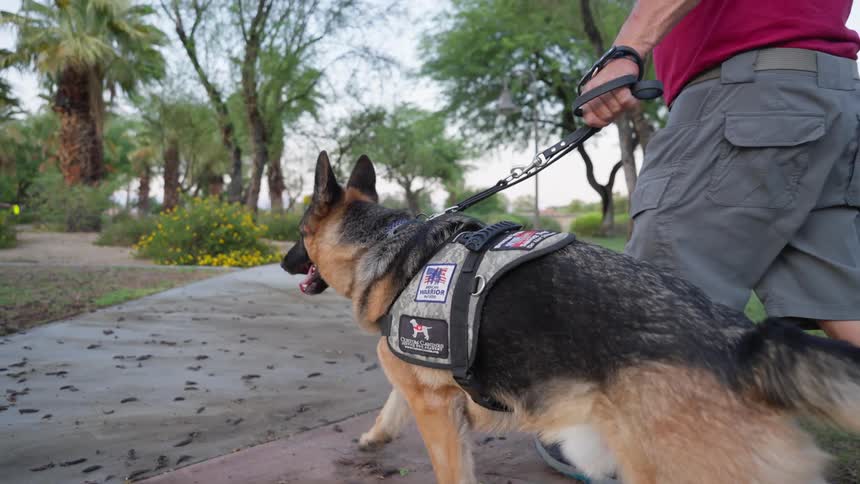 A man walks his dog down the path