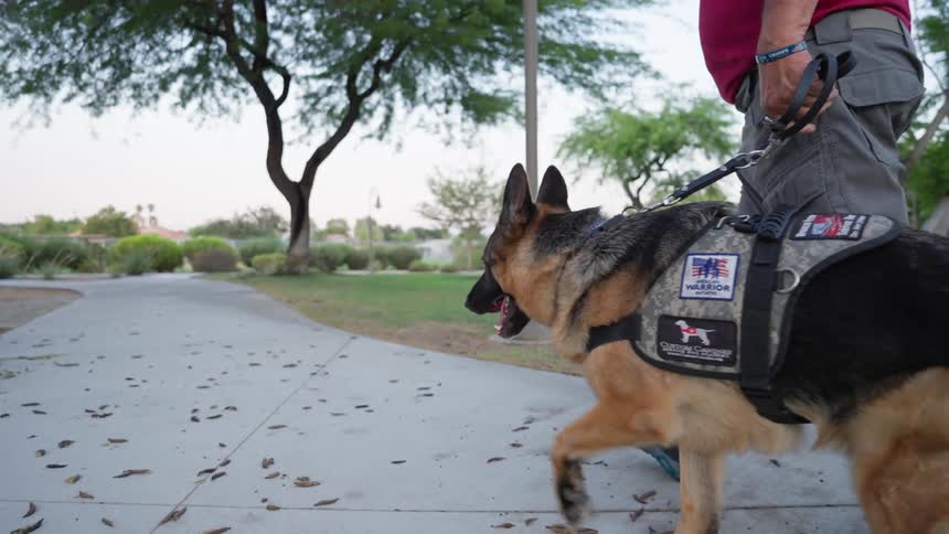 A person walking a german shepherd service dog on a leash in a park setting