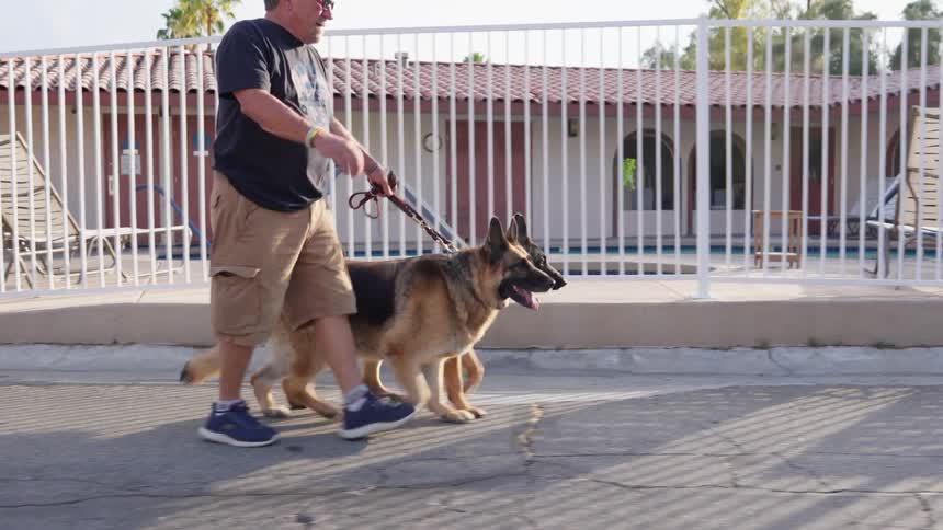 Man walking two large dogs